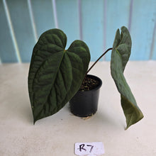 Load image into Gallery viewer, #R7 Dark Anthurium NOID