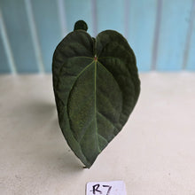 Load image into Gallery viewer, #R7 Dark Anthurium NOID