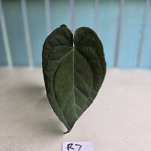 Load image into Gallery viewer, #R7 Dark Anthurium NOID