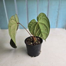 Load image into Gallery viewer, #R7 Dark Anthurium NOID