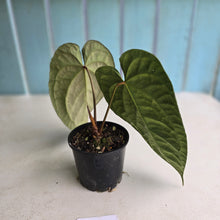 Load image into Gallery viewer, #R7 Dark Anthurium NOID