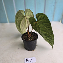Load image into Gallery viewer, #R7 Dark Anthurium NOID