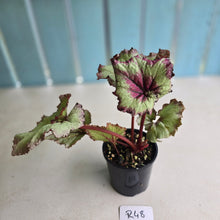 Load image into Gallery viewer, #R48 Begonia Strawberry Swirl