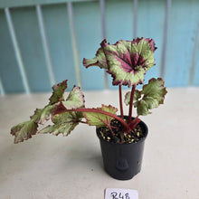 Load image into Gallery viewer, #R48 Begonia Strawberry Swirl