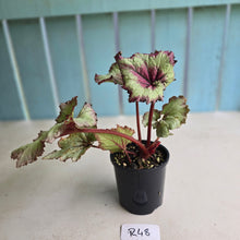 Load image into Gallery viewer, #R48 Begonia Strawberry Swirl