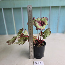 Load image into Gallery viewer, #R48 Begonia Strawberry Swirl