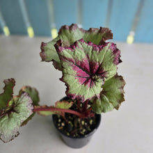 Load image into Gallery viewer, #R48 Begonia Strawberry Swirl