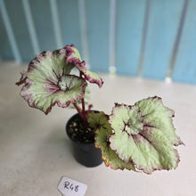 Load image into Gallery viewer, #R48 Begonia Strawberry Swirl