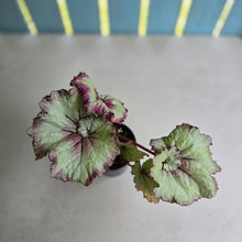 Load image into Gallery viewer, #R48 Begonia Strawberry Swirl