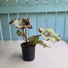 Load image into Gallery viewer, #R48 Begonia Strawberry Swirl