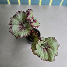 Load image into Gallery viewer, #R48 Begonia Strawberry Swirl