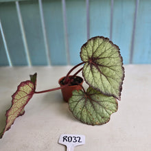 Load image into Gallery viewer, #RD32 Begonia Sugar Plum Fairy