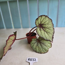 Load image into Gallery viewer, #RD32 Begonia Sugar Plum Fairy
