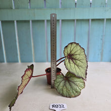 Load image into Gallery viewer, #RD32 Begonia Sugar Plum Fairy