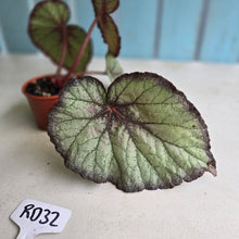 Load image into Gallery viewer, #RD32 Begonia Sugar Plum Fairy