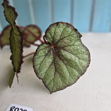 Load image into Gallery viewer, #RD32 Begonia Sugar Plum Fairy