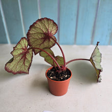 Load image into Gallery viewer, #RD32 Begonia Sugar Plum Fairy
