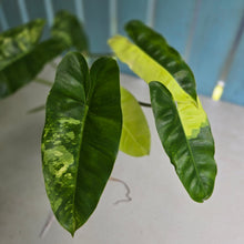 Load image into Gallery viewer, #RD55 Variegated Philodendron Burle Marx