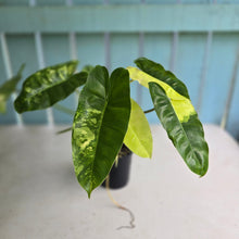 Load image into Gallery viewer, #RD55 Variegated Philodendron Burle Marx