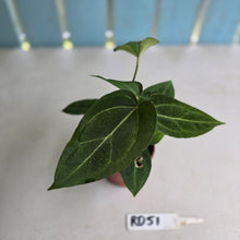 Load image into Gallery viewer, #RD51 Two x Anthurium Crystallinum x