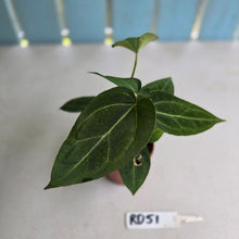 Load image into Gallery viewer, #RD51 Two x Anthurium Crystallinum x