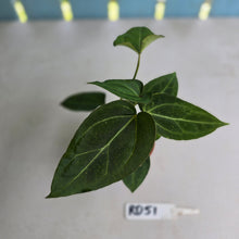 Load image into Gallery viewer, #RD51 Two x Anthurium Crystallinum x