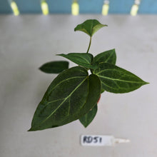 Load image into Gallery viewer, #RD51 Two x Anthurium Crystallinum x