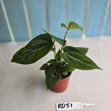 Load image into Gallery viewer, #RD51 Two x Anthurium Crystallinum x