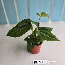 Load image into Gallery viewer, #RD51 Two x Anthurium Crystallinum x