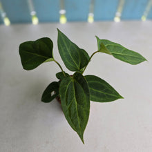 Load image into Gallery viewer, #RD51 Two x Anthurium Crystallinum x