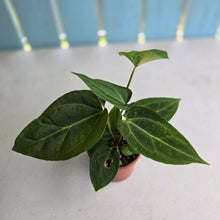 Load image into Gallery viewer, #RD51 Two x Anthurium Crystallinum x