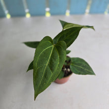 Load image into Gallery viewer, #RD51 Two x Anthurium Crystallinum x