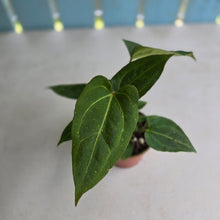 Load image into Gallery viewer, #RD51 Two x Anthurium Crystallinum x