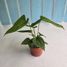 Load image into Gallery viewer, #RD51 Two x Anthurium Crystallinum x