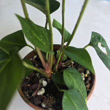 Load image into Gallery viewer, #RD51 Two x Anthurium Crystallinum x