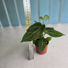 Load image into Gallery viewer, #RD51 Two x Anthurium Crystallinum x