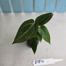 Load image into Gallery viewer, #D84 Three x Anthurium Crystallinum x