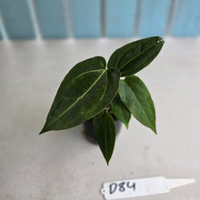 Load image into Gallery viewer, #D84 Three x Anthurium Crystallinum x