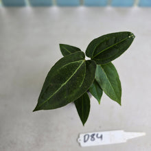 Load image into Gallery viewer, #D84 Three x Anthurium Crystallinum x