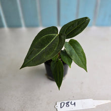 Load image into Gallery viewer, #D84 Three x Anthurium Crystallinum x