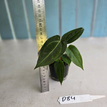 Load image into Gallery viewer, #D84 Three x Anthurium Crystallinum x