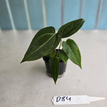 Load image into Gallery viewer, #D84 Three x Anthurium Crystallinum x