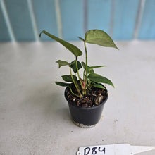 Load image into Gallery viewer, #D84 Three x Anthurium Crystallinum x