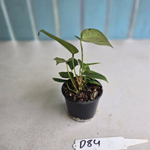 Load image into Gallery viewer, #D84 Three x Anthurium Crystallinum x