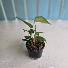 Load image into Gallery viewer, #D84 Three x Anthurium Crystallinum x