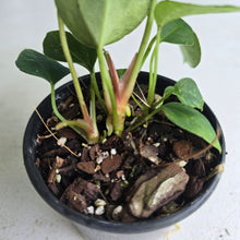 Load image into Gallery viewer, #D84 Three x Anthurium Crystallinum x