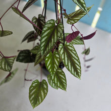 Load image into Gallery viewer, #R52 Cissus Discolor