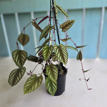 Load image into Gallery viewer, #R52 Cissus Discolor