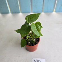 Load image into Gallery viewer, #R51 Three x Anthurium Veitchii x 'Red'