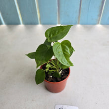 Load image into Gallery viewer, #R51 Three x Anthurium Veitchii x 'Red'